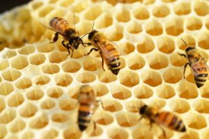 bees, building honeycomb, honey