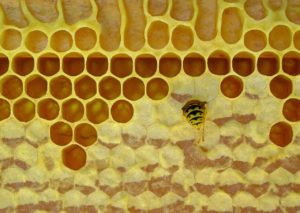 honeycomb, bee, beeswax