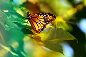 monarch, butterfly, light
