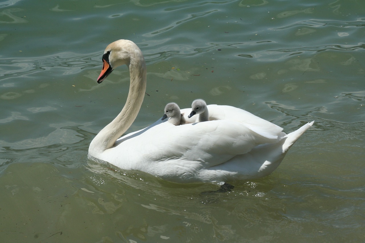swan, lake, waters