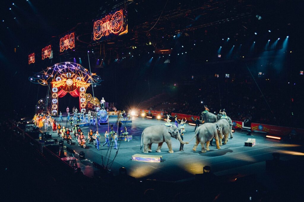 circus, arena, ring