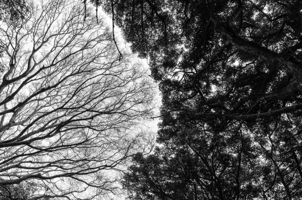 Stark contrast of bare and leafy tree branches captured in black and white.