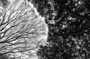 Stark contrast of bare and leafy tree branches captured in black and white.